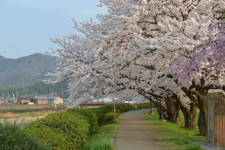 [ฉบับปี 2026] 8 จุดชมซากุระชื่อดังใน เมืองไมซูรุ จังหวัดเกียวโต ! แนะนำทั้งสถานที่ยอดนิยมและสถานที่ลับที่หลายคนยังไม่รู้จัก