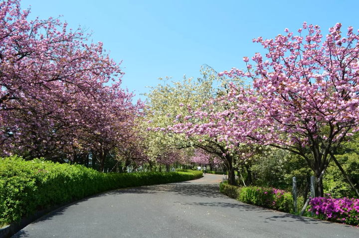 [ฉบับปี 2026] 8 จุดชมซากุระชื่อดังใน เมืองไมซูรุ จังหวัดเกียวโต ! แนะนำทั้งสถานที่ยอดนิยมและสถานที่ลับที่หลายคนยังไม่รู้จัก