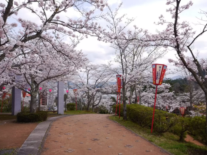 [ฉบับปี 2026] 8 จุดชมซากุระชื่อดังใน เมืองไมซูรุ จังหวัดเกียวโต ! แนะนำทั้งสถานที่ยอดนิยมและสถานที่ลับที่หลายคนยังไม่รู้จัก