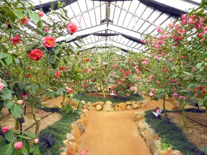 [ฉบับปี 2026] 8 จุดชมซากุระชื่อดังใน เมืองไมซูรุ จังหวัดเกียวโต ! แนะนำทั้งสถานที่ยอดนิยมและสถานที่ลับที่หลายคนยังไม่รู้จัก