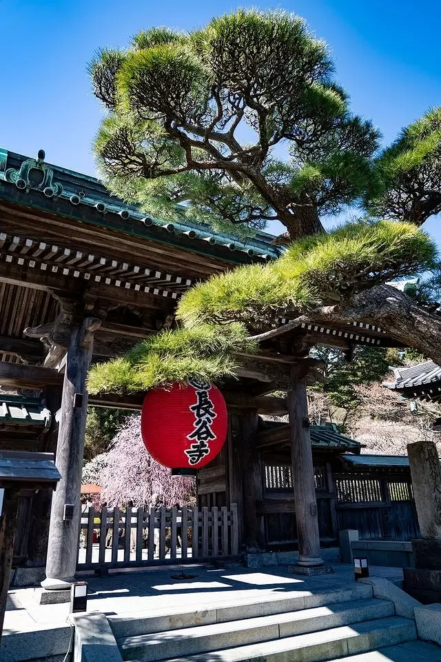 Kamakura Hasedera Temple: Plum Blossoms and Illuminations