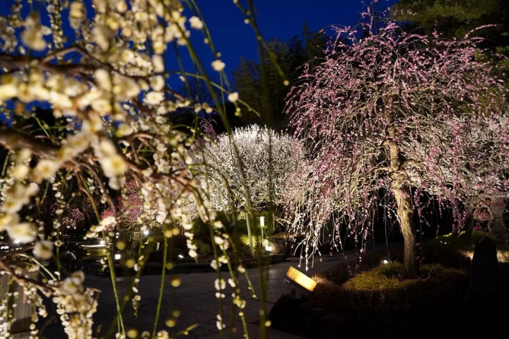 Kamakura Hasedera Temple: Plum Blossoms and Illuminations