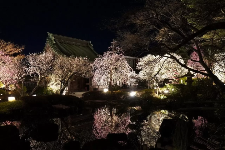 Kamakura Hasedera Temple: Plum Blossoms and Illuminations