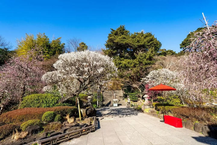 Kamakura Hasedera Temple: Plum Blossoms and Illuminations