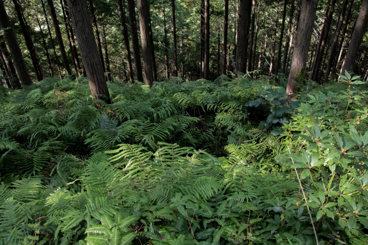 [ประสบการณ์การล่าสัตว์ในไอแนน!] ทัวร์จูไกสู่ภูเขาพร้อมนักล่าและสุนัขล่าสัตว์