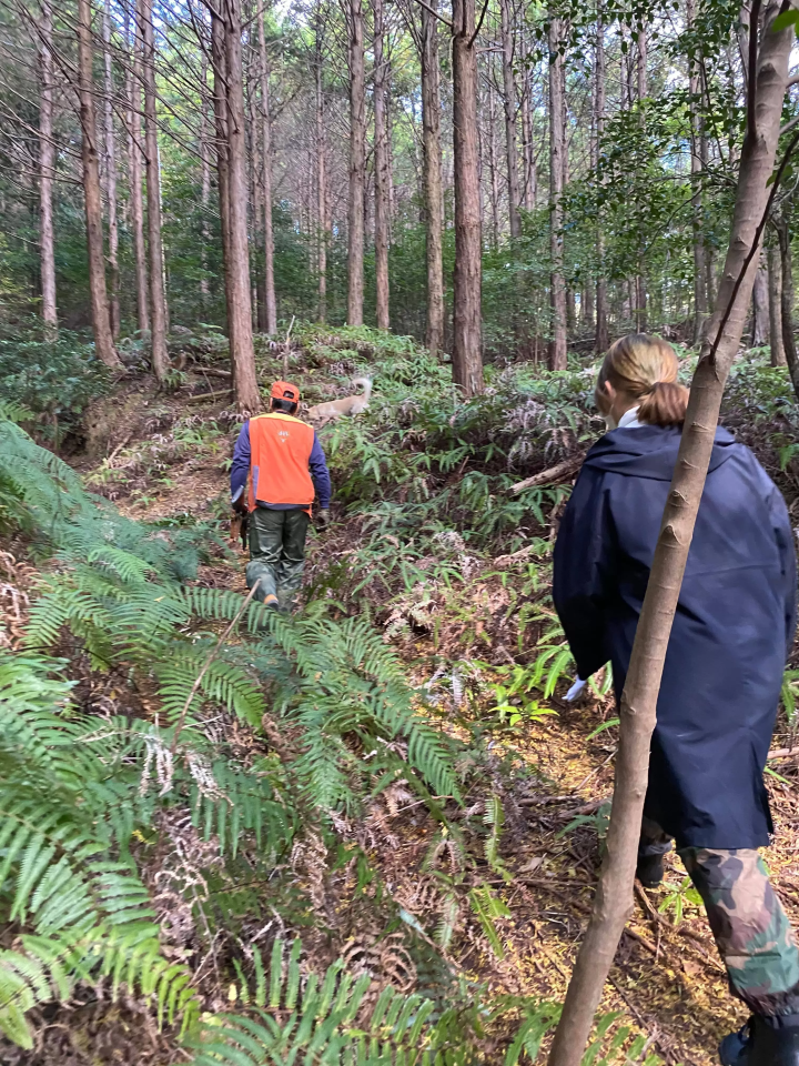 [ประสบการณ์การล่าสัตว์ในไอแนน!] ทัวร์จูไกสู่ภูเขาพร้อมนักล่าและสุนัขล่าสัตว์