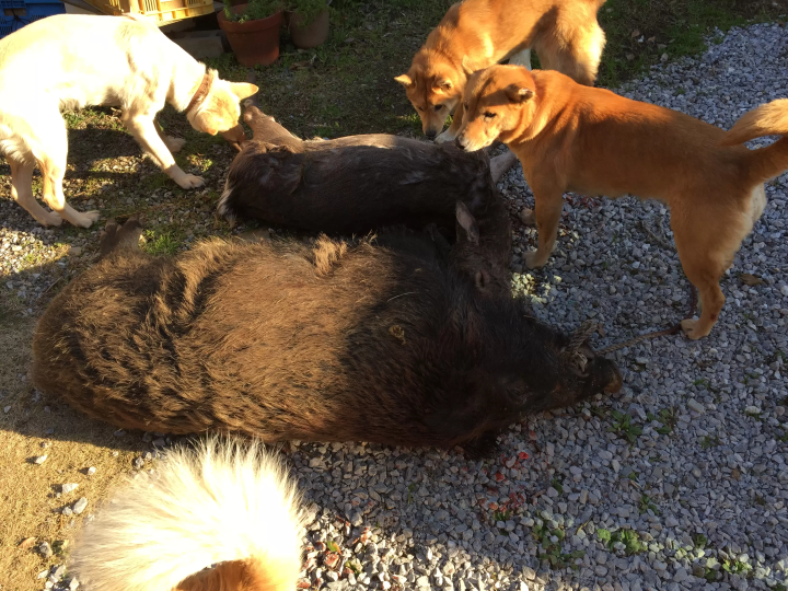 [ประสบการณ์การล่าสัตว์ในไอแนน!] ทัวร์จูไกสู่ภูเขาพร้อมนักล่าและสุนัขล่าสัตว์