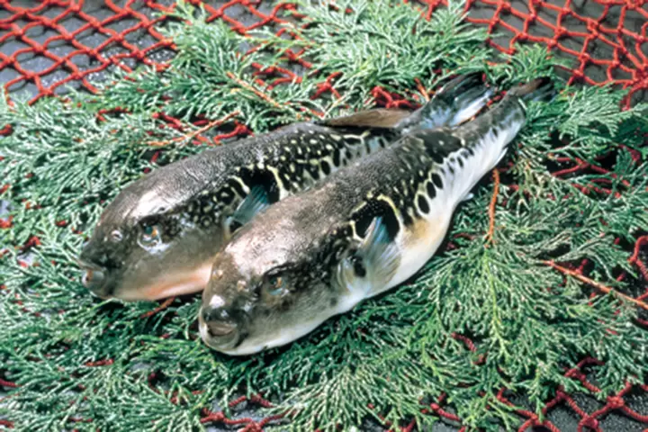 【福井縣】吃喝玩樂，帶回家！盡情享受高濱町的美食與紀念品！