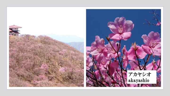 三重縣禦在丈山春遊 | 觀光索道、美食、賞花賞鳥