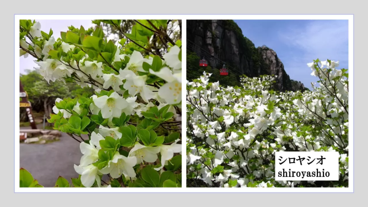 三重縣禦在丈山春遊 | 觀光索道、美食、賞花賞鳥