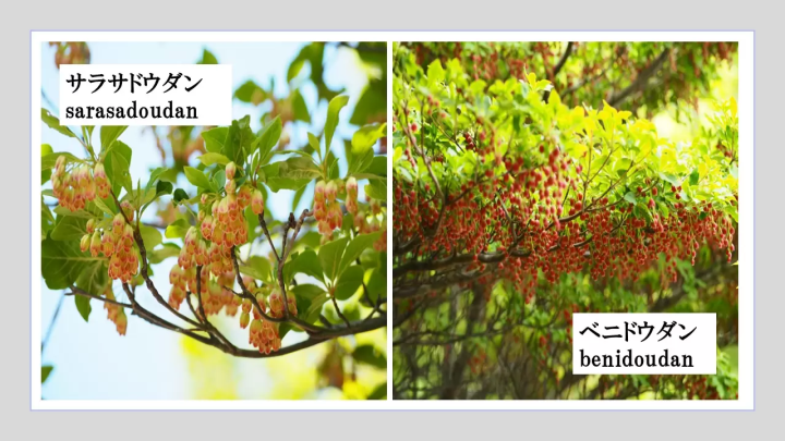 三重縣禦在丈山春遊 | 觀光索道、美食、賞花賞鳥