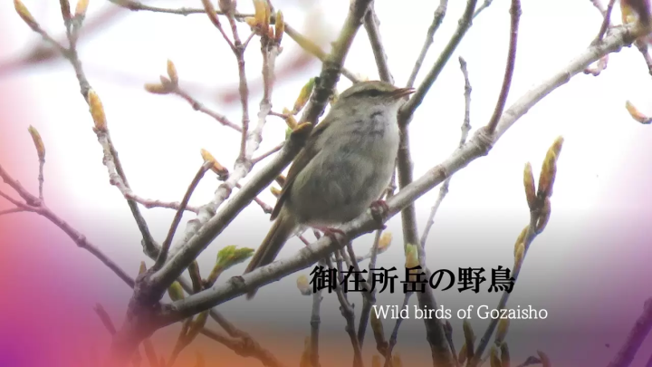 三重縣禦在丈山春遊 | 觀光索道、美食、賞花賞鳥