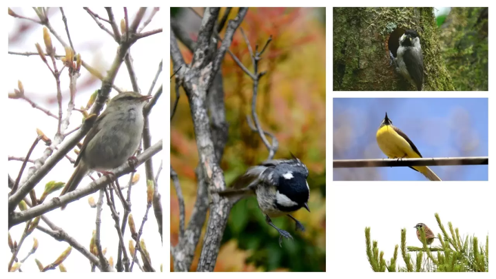 三重縣禦在丈山春遊 | 觀光索道、美食、賞花賞鳥