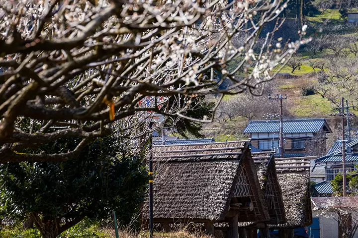 【福井縣】吃喝玩樂，帶回家！品嚐若狹町的美食和特色紀念品。