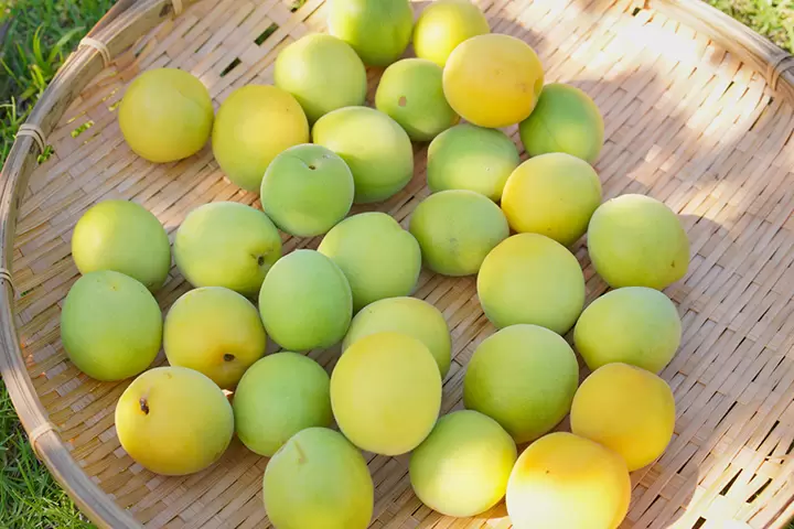 【福井縣】吃喝玩樂，帶回家！品嚐若狹町的美食和特色紀念品。