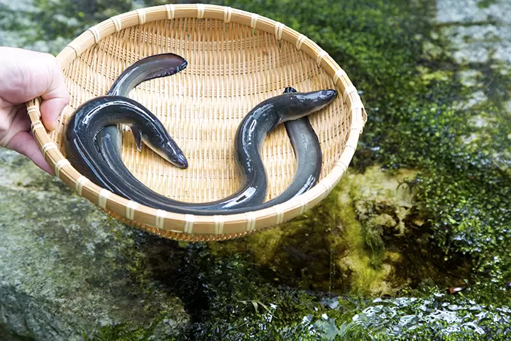 【福井縣】吃喝玩樂，帶回家！品嚐若狹町的美食和特色紀念品。