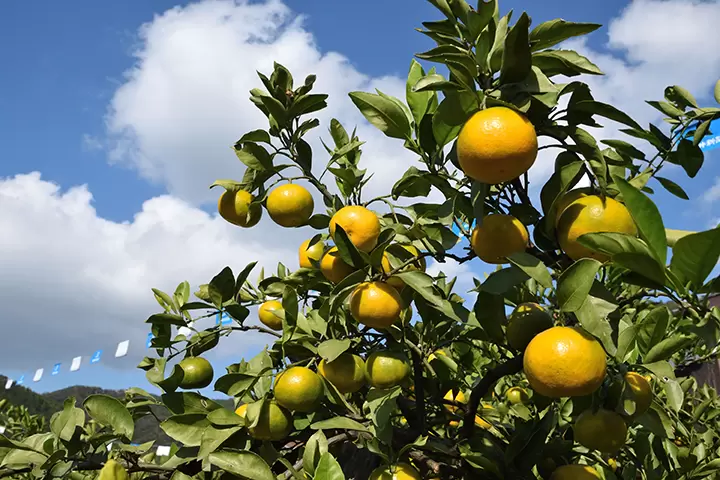 【福井縣】吃喝玩樂，帶回家！盡情享受敦賀市的美食和紀念品！