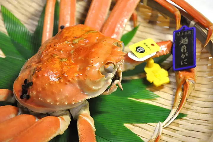 【福井縣】吃喝玩樂，帶回家！盡情享受敦賀市的美食和紀念品！