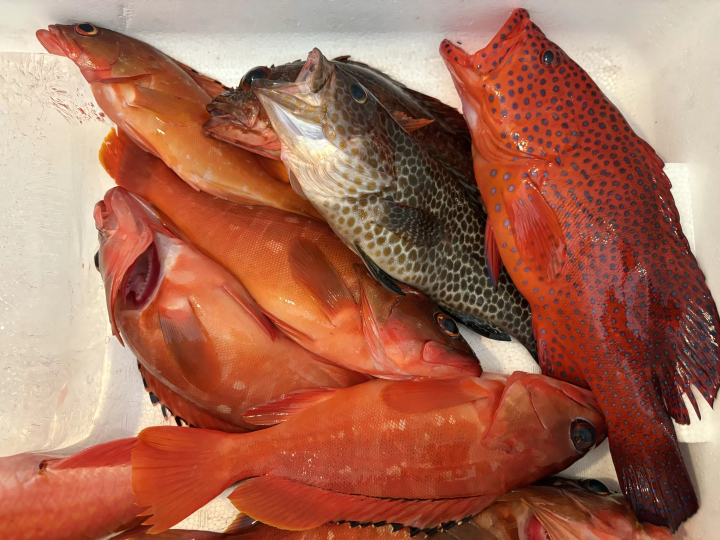 【愛媛】和愛南的漁民一起乘船出海釣魚吧！