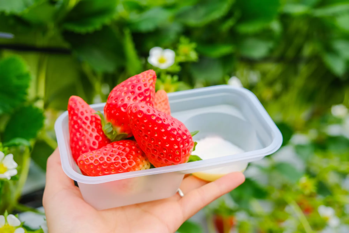 セントレアからすぐ！常滑で楽しむ いちご狩り体験&いちごスイーツガイド