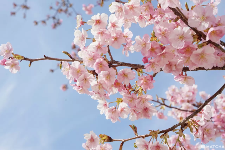 Kyunaka River Kawazu Cherry Blossoms