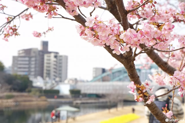 Kawazu cherry blossoms in Tokyo