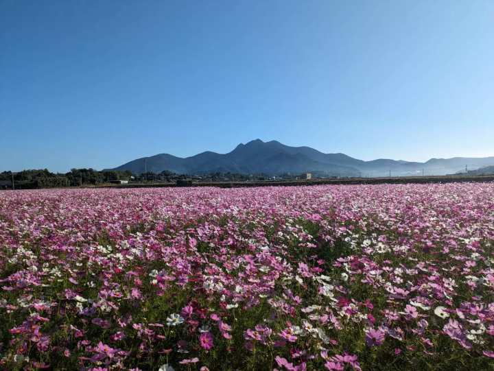 [คาโกชิมะ] สัมผัสเสน่ห์เมืองมินามิซัตสึมะอย่างเต็มที่! คู่มือชมความงามทางธรรมชาติและวัฒนธรรมของห้าพื้นที่