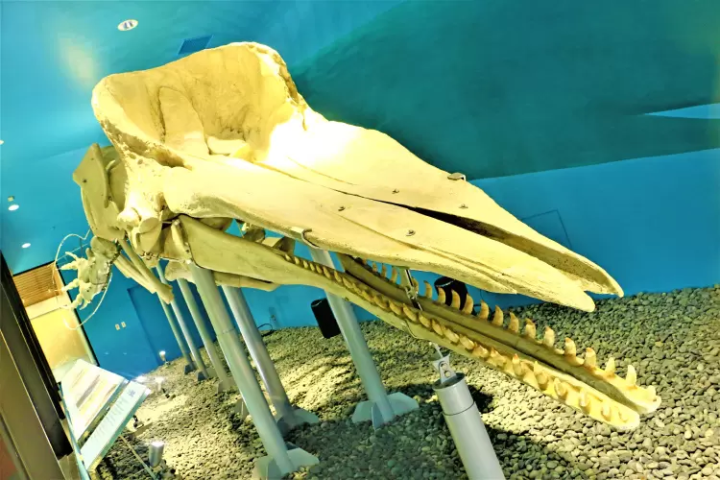 [คาโกชิมะ] สัมผัสเสน่ห์เมืองมินามิซัตสึมะอย่างเต็มที่! คู่มือชมความงามทางธรรมชาติและวัฒนธรรมของห้าพื้นที่