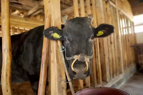 一位養牛71年、現年88歲的老人，拜訪了松阪牛肉的「神靈」。