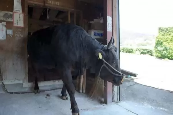 一位養牛71年、現年88歲的老人，拜訪了松阪牛肉的「神靈」。