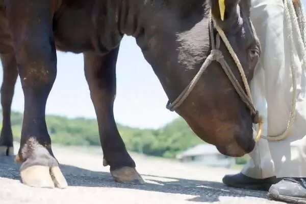 一位養牛71年、現年88歲的老人，拜訪了松阪牛肉的「神靈」。