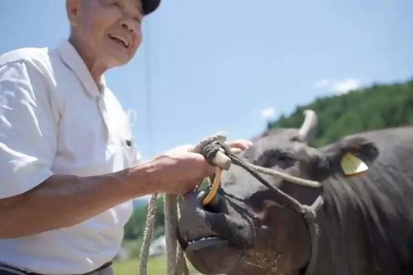 一位養牛71年、現年88歲的老人，拜訪了松阪牛肉的「神靈」。
