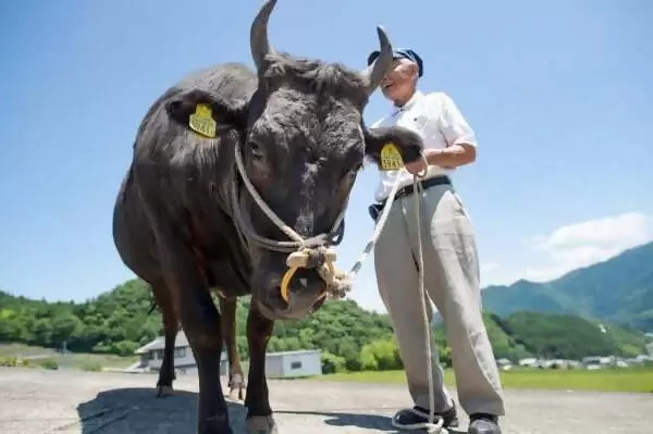 一位養牛71年、現年88歲的老人，拜訪了松阪牛肉的「神靈」。