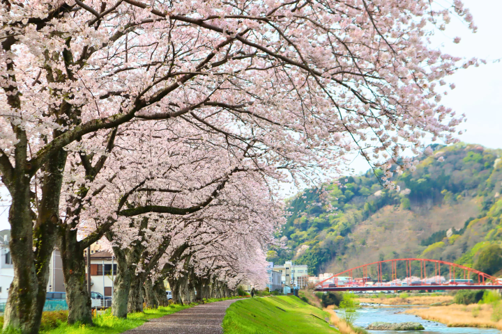 [ชิซูโอกะ/ อิซุ] #แคมเปญIzuIzuFlowerTour2026