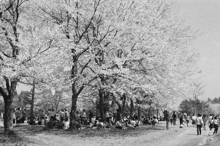 成田　桜　三里塚