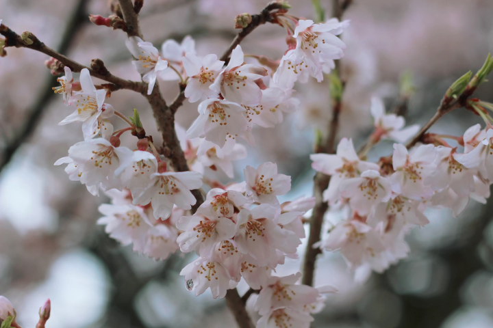 【2026年春季】山梨縣北杜市當地人推薦的春季十大必做之事！