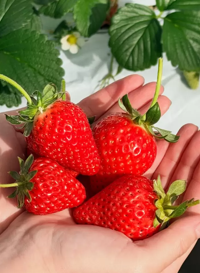 【2026年春季】山梨縣北杜市當地人推薦的春季十大必做之事！