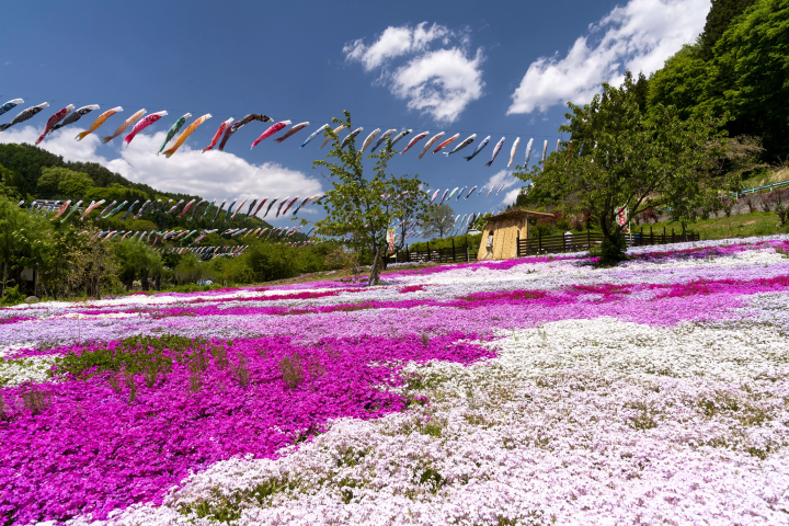 【2026年春季】山梨縣北杜市當地人推薦的春季十大必做之事！