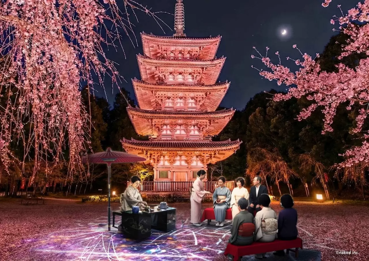 Daigo‑ji Temple in Spring: Cherry Blossom Illuminations and Tea