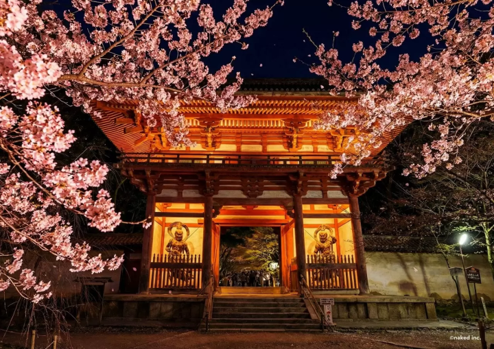 Daigo‑ji Temple in Spring: Cherry Blossom Illuminations and Tea