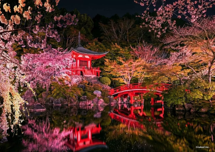 Daigo‑ji Temple in Spring: Cherry Blossom Illuminations and Tea