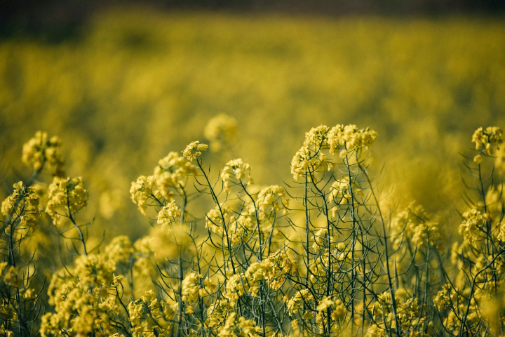 20个观赏日本春季花卉壮丽景色的景点！