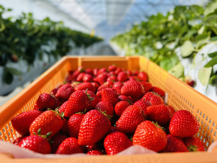 セントレアからすぐ！常滑で楽しむ いちご狩り体験&いちごスイーツガイド
