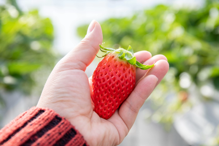 【距名古屋30分钟车程】春季出游的绝佳选择!常滑有3个常滑采摘点。