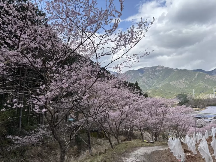 Spring is just around the corner! 8 recommended cherry blossom spots in Matsusaka City, Mie Prefecture