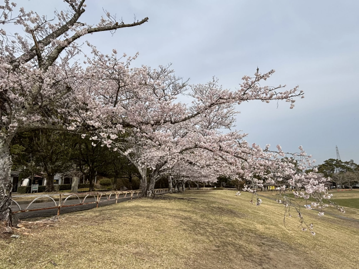 Spring is just around the corner! 8 recommended cherry blossom spots in Matsusaka City, Mie Prefecture