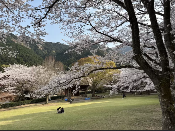 Spring is just around the corner! 8 recommended cherry blossom spots in Matsusaka City, Mie Prefecture