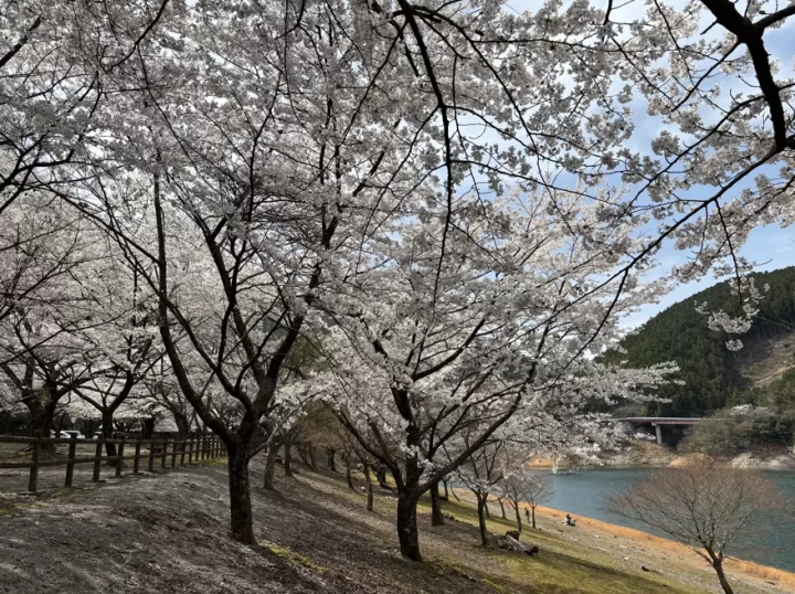 Spring is just around the corner! 8 recommended cherry blossom spots in Matsusaka City, Mie Prefecture