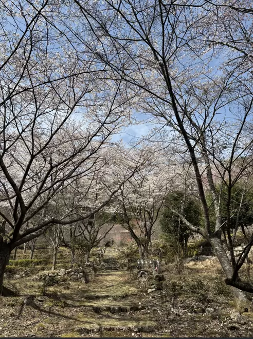 Spring is just around the corner! 8 recommended cherry blossom spots in Matsusaka City, Mie Prefecture