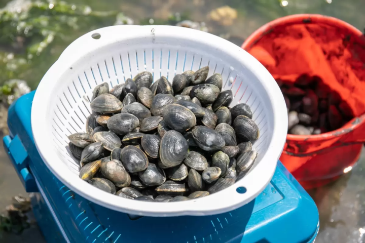 2026常滑赶海体验：名古屋机场附近的日本春季限定活动